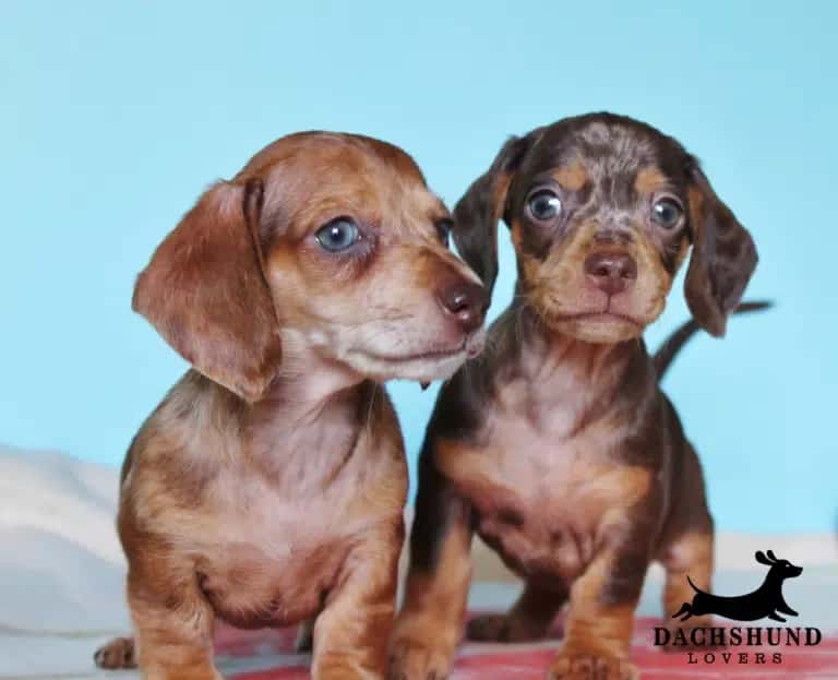 Cost and where to find responsible breeders – two short-haired dachshund puppies