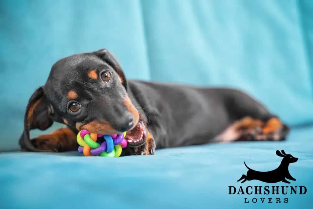 A playful black and tan dachshund puppy chews a colorful rubber toy while lying on a teal couch