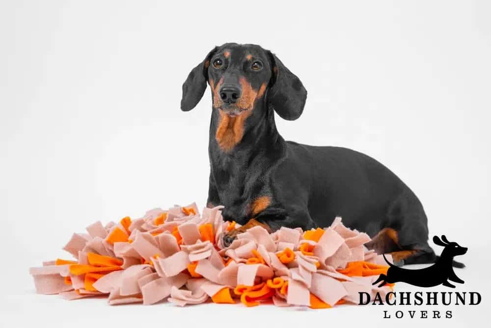 Black and tan dachshund enjoying mid-afternoon enrichment with a colorful snuffle mat