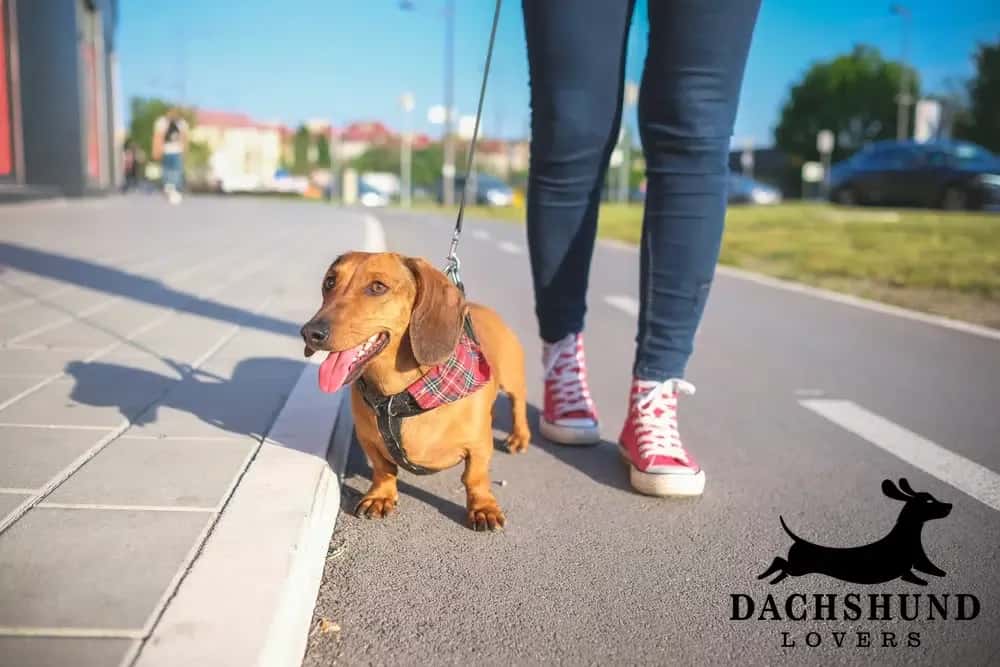 Brown dachshund on a walk with owner in red sneakers, part of a healthy daily