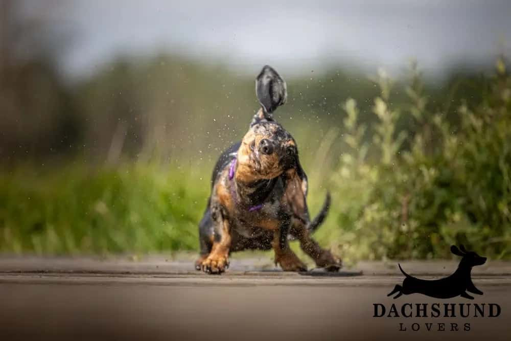 black and tan dachshund outdoors shaking off water with droplets flying,