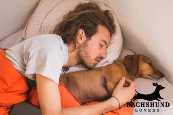 Man sleeping in bed with his dachshund – dachshund sleeping in bed – Dachshund Lovers