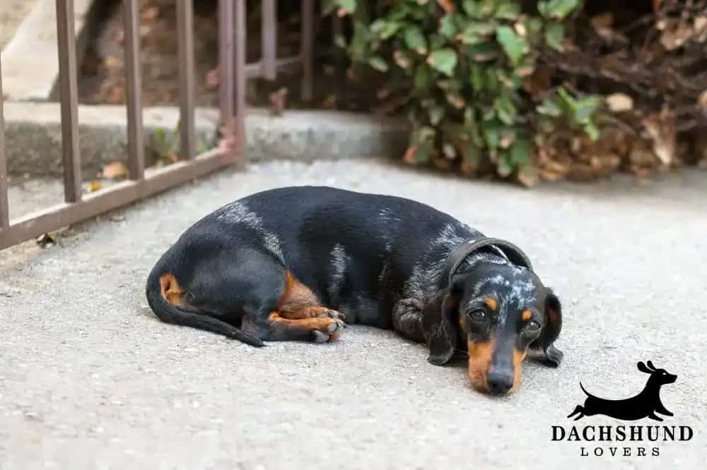 black and tan dapple dachshund lying down on concrete path refusing to move