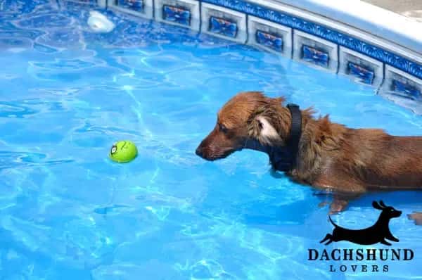 Dachshund swimming in a pool chasing a ball – dachshund water activity – Dachshund Lovers