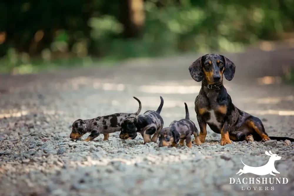 Dapple dachshund mother sitting on rocky path with three playful dapple dachshund puppies