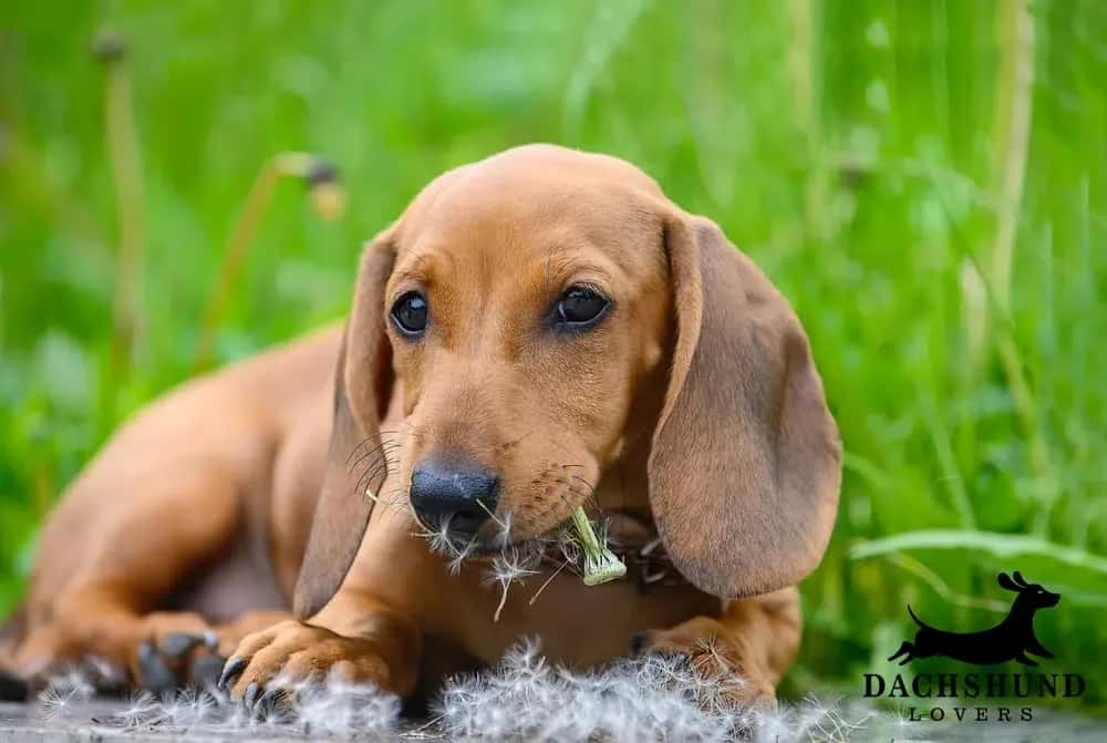 Curious short-haired dachshund puppy chewing grass and dandelion fluff outdoors,