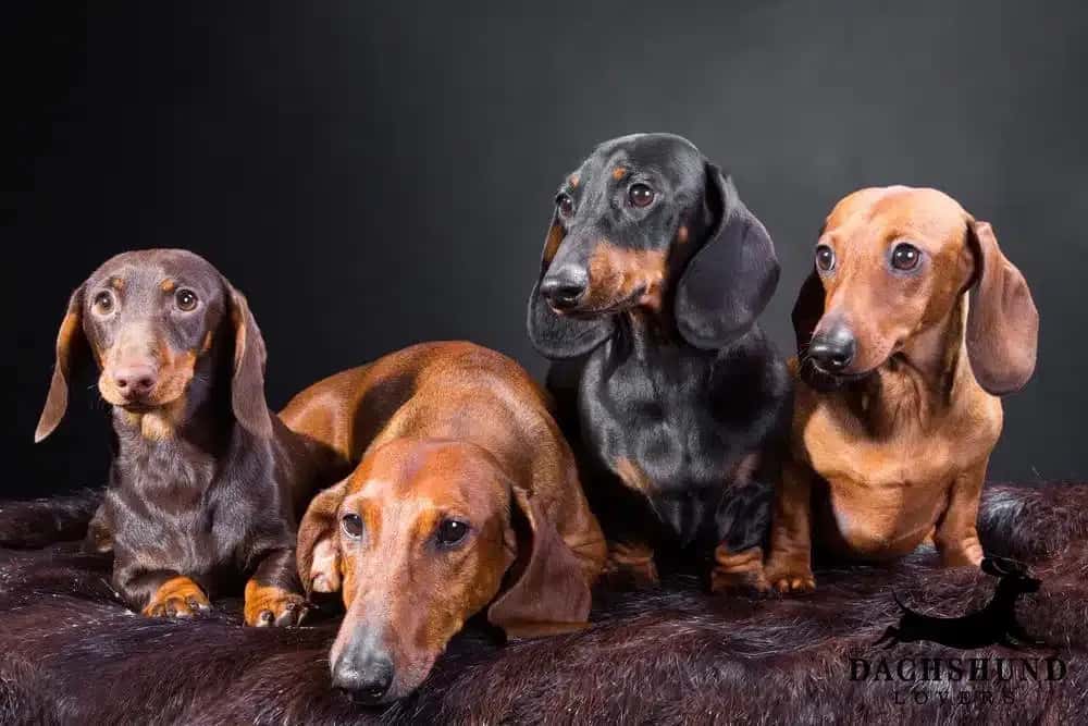 Group of dachshunds showing different coat types, highlighting breeds prone to skin issues