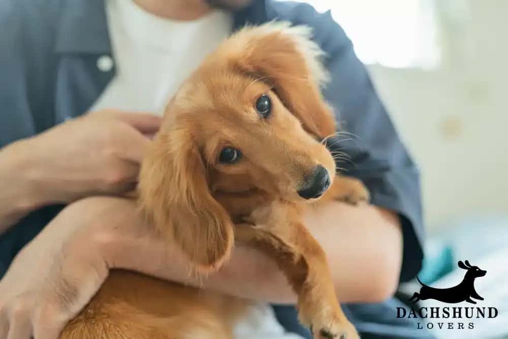 Long-haired dachshund puppy cuddling in owner’s arms with Dachshund Lovers logo in the corner