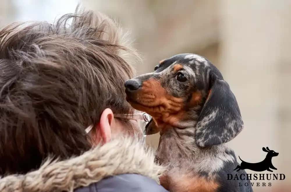 A person embraces a dappled dachshund puppy outdoors. The dog's gaze is tender.