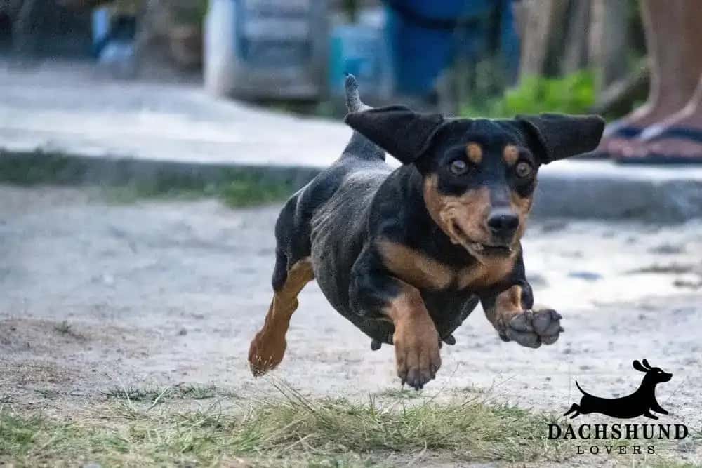A black and tan dachshund joyfully runs outdoors, ears flapping.