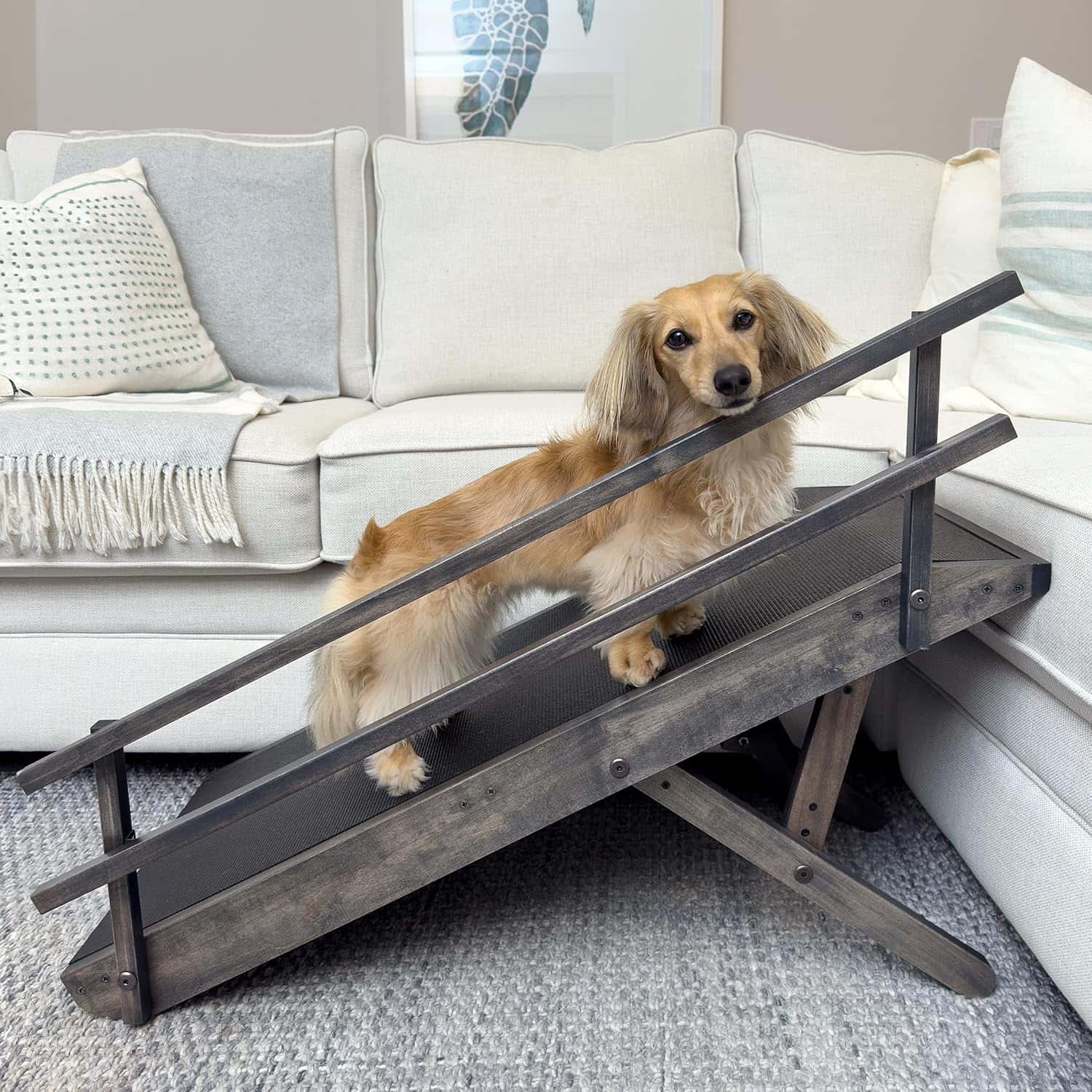 golden doxie climbing up doggo ramp safety rails in house setting