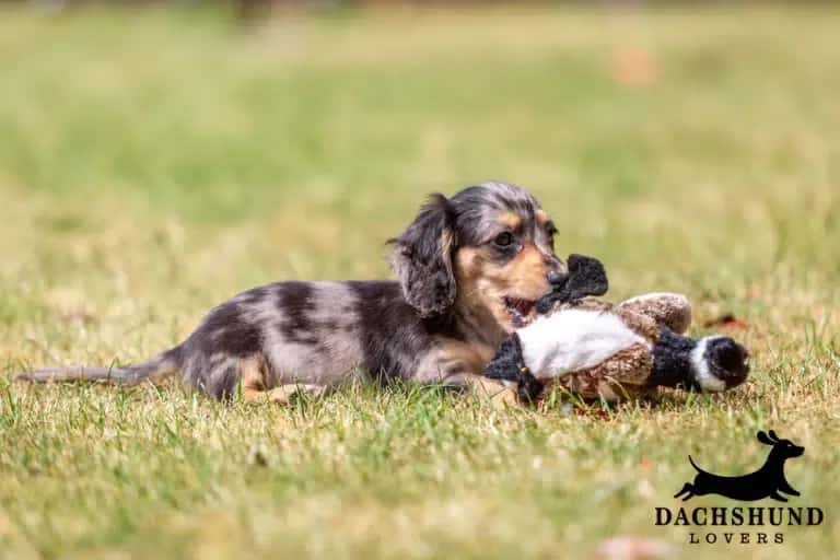Exercise and play needs for dapple dachshund puppies – long-haired dapple dachshund puppy chewing on plush toy while lying on grass outdoors, Dachshund Lovers logo in corner