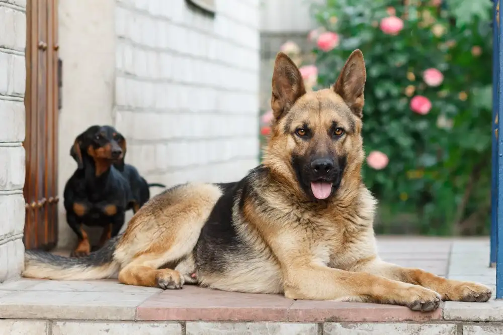 German Shepherd Dachshund Mix Temperament & Personality – German Shepherd and Dachshund