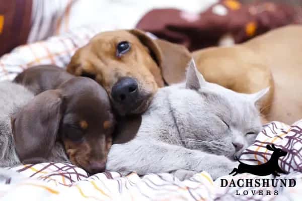 How to Encourage That Bond Further dachshund and cat.