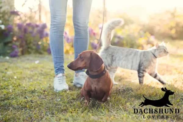 Dachshund on a leash outdoors beside a person while a gray cat walks nearby