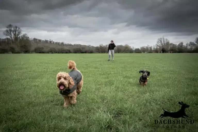 Two dogs play in a grassy field under a cloudy sky, one wearing a jacket. A person walks
