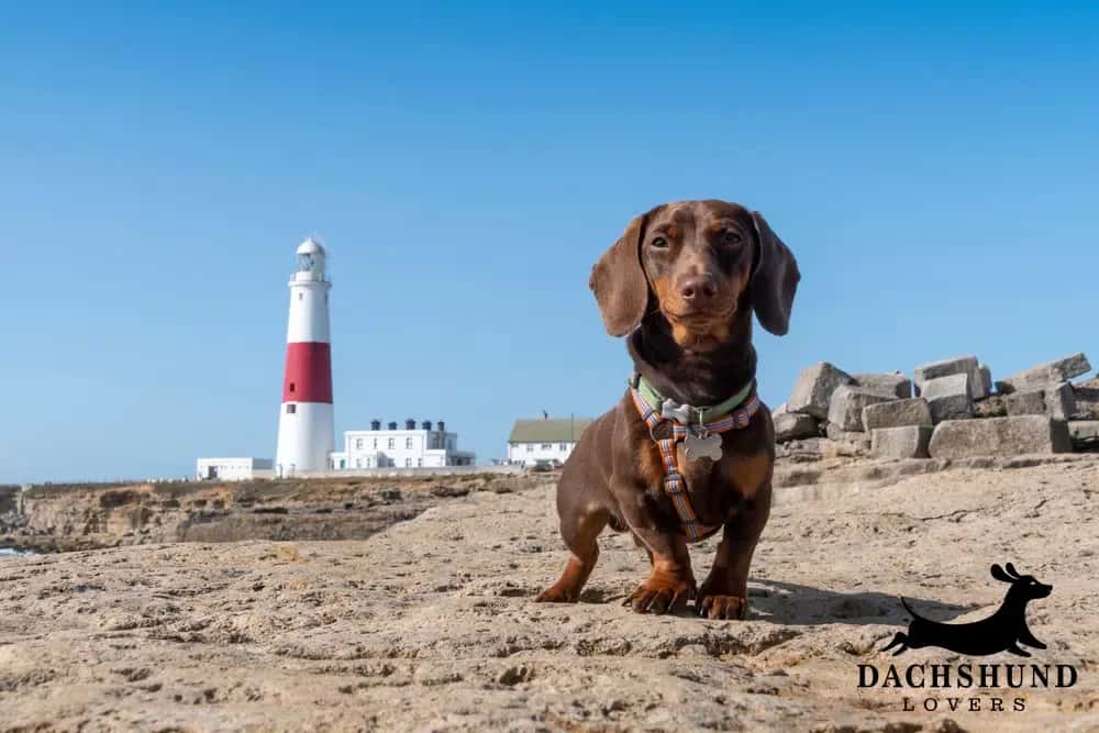 Miniature chocolate dachshund standing on rocky shore near a red and white lighthouse in Cornwall, UK – Dachshund Lovers