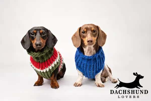 Two dachshunds wearing knitted sweaters, one in green and red and the other in blue