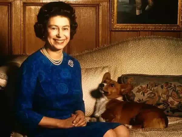 A woman in a blue dress sits on a patterned sofa beside a corgi. She smiles warmly.