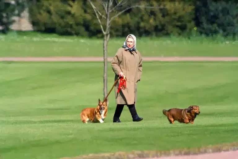 A woman in a beige coat and headscarf walks two corgi dogs on a leash across a lush green lawn