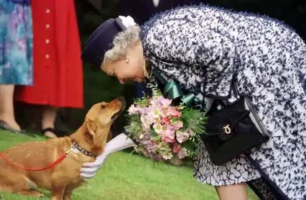 A woman in a floral suit and hat bends down smiling at a small brown dog on a leash.