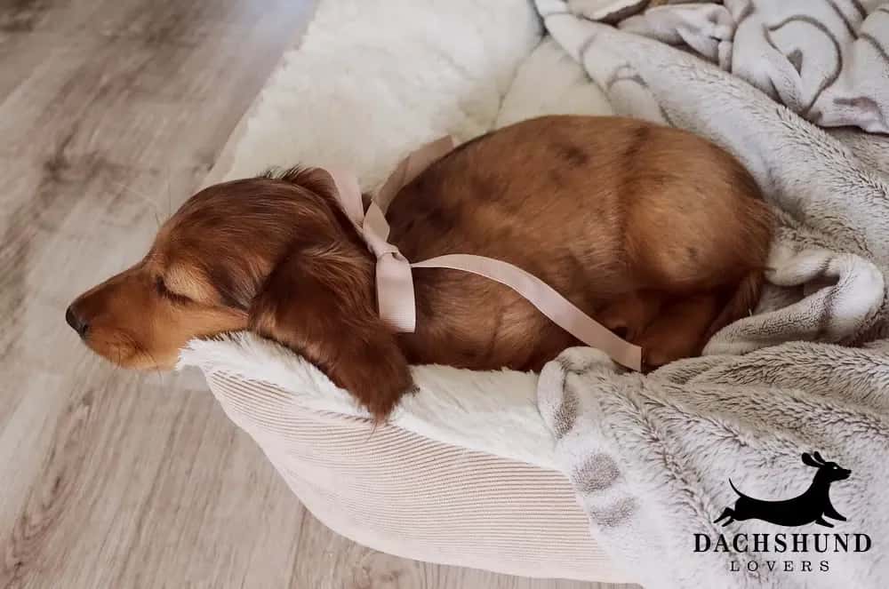Young dachshund puppy with a pink ribbon sleeps peacefully in a cozy beige dog bed,
