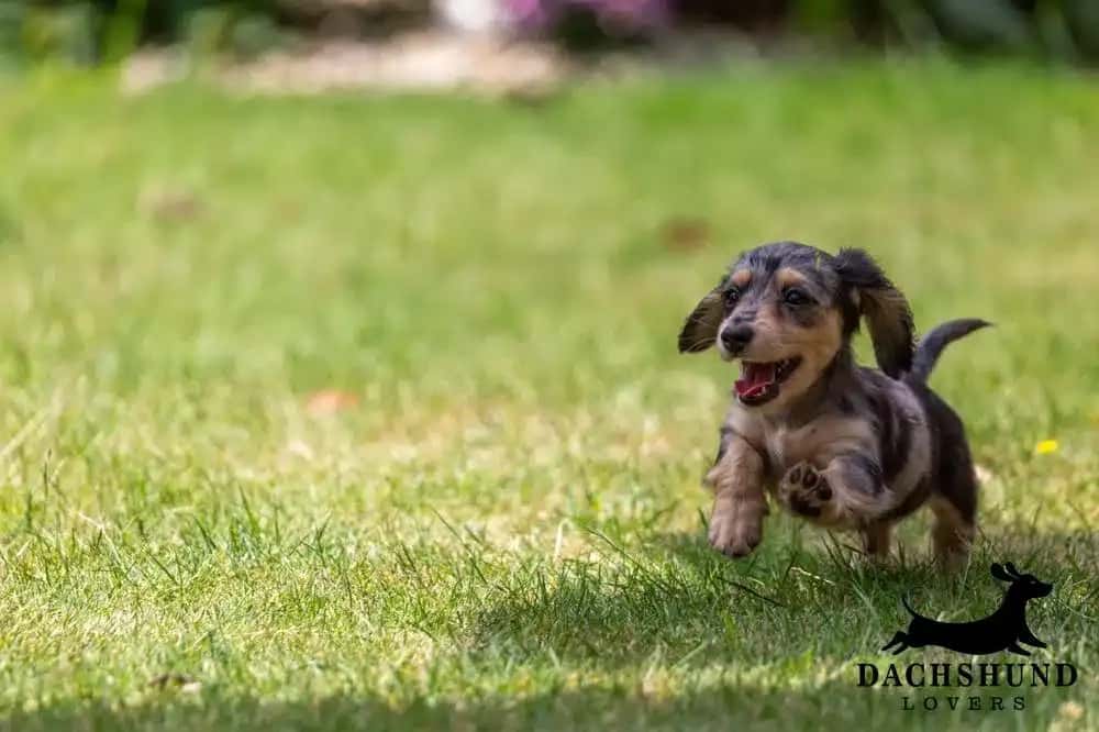 Playful dachshund puppy running on green grass outdoors during the early years of growth