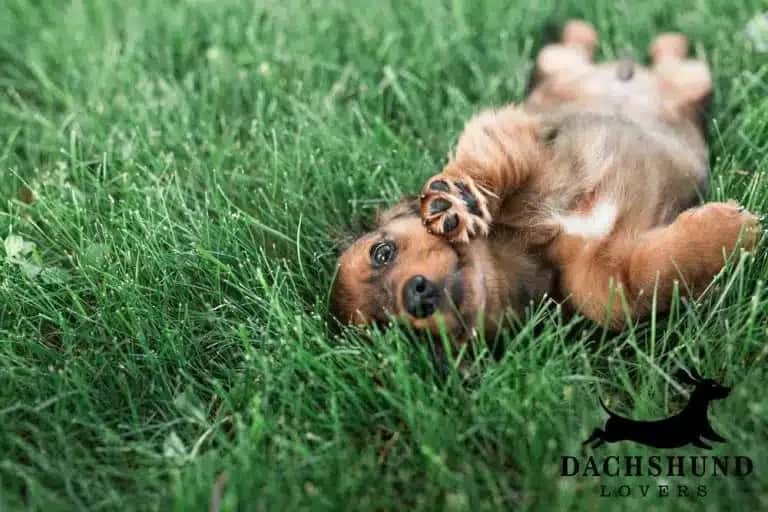 A playful dachshund puppy lies on its back in lush green grass. Its expression is curious