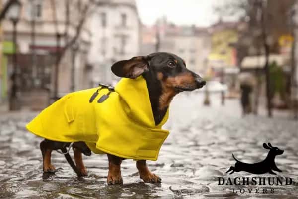 Dachshund wearing a bright yellow coat standing on a cobblestone street in cold weather
