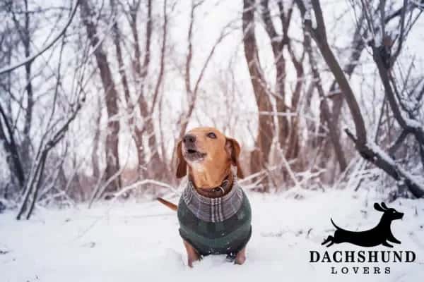 Dachshund wearing a green sweater standing in the snow surrounded by winter trees