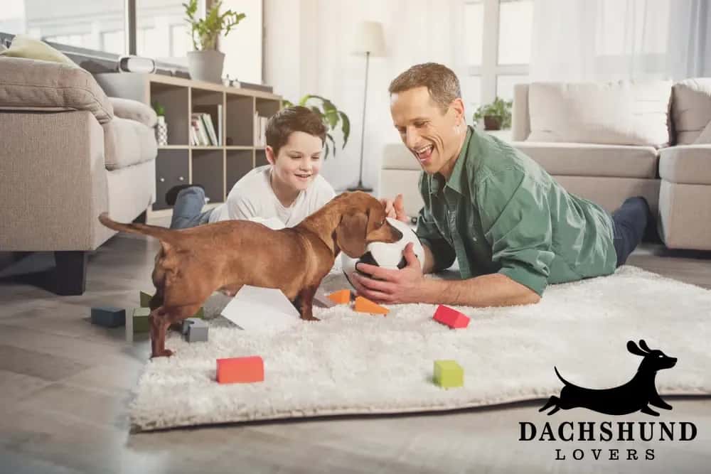 Happy dachshund playing with family in a apartment, showing why dachshunds can thrive