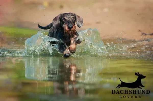 Wirehaired dachshund running through river chasing a ball – outdoor exercise – Dachshund Lovers